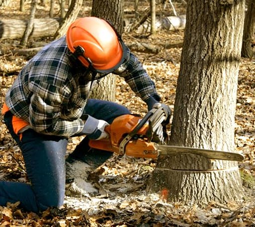 Tree Removal in Unionville Center, OH